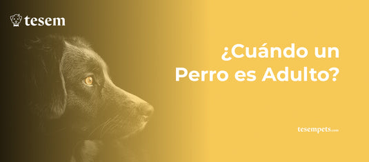 ¿Cuándo un Perro es Adulto?