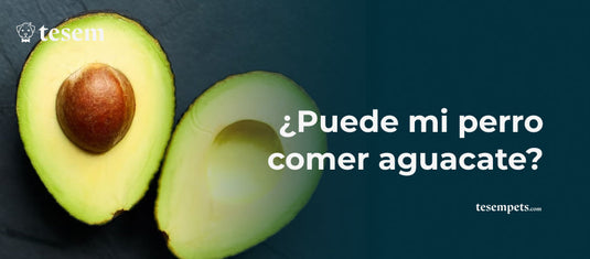 ¿Puede mi perro comer aguacate?