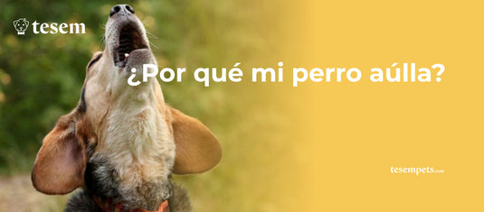 ¿Por Qué Mi Perro Aúlla? Causas y Soluciones