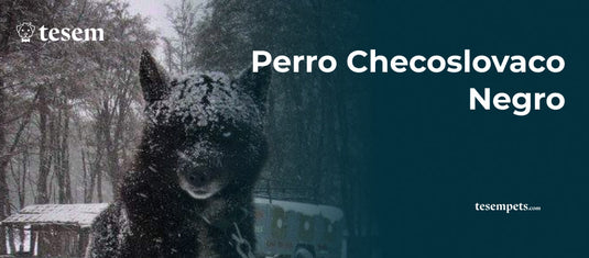 Perro Checoslovaco Negro: Características y Cuidados actualizados 2024