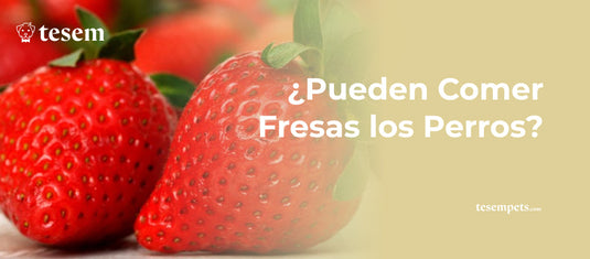 ¿Pueden Comer Fresas los Perros?