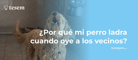 ¿Por Qué Mi Perro Ladra Cuando Oye a los Vecinos?