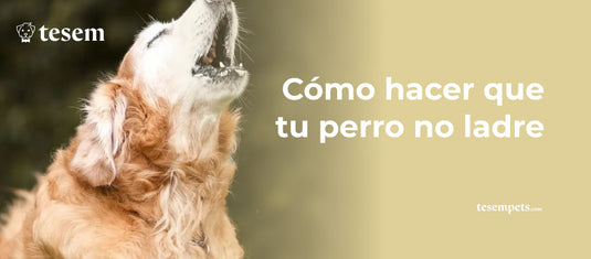 Cómo Hacer que tu Perro no Ladre