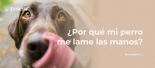 ¿Por qué mi perro me lame las manos?