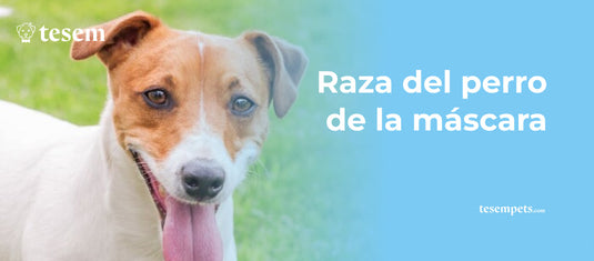 ¿Cuál es la Raza del Perro de la Máscara?