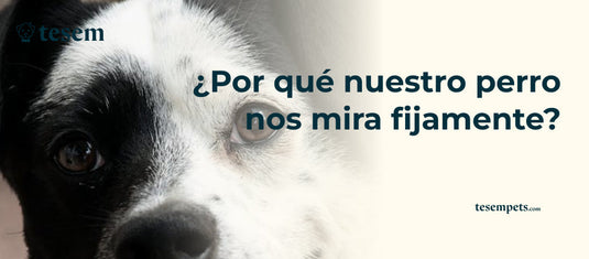 ¿Por qué nuestro perro nos mira fijamente?