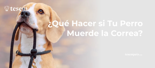 ¿Qué Hacer si Tu Perro Muerde la Correa? Guía Completa Actualizada para 2024