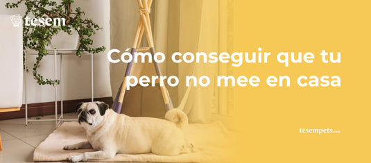 Cómo conseguir que tu perro no mee en casa