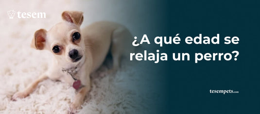 ¿A qué edad se relajan los perros?