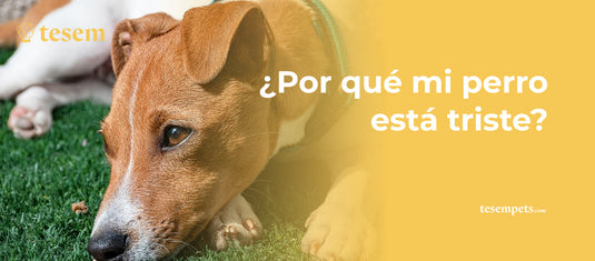 ¿Por Qué Mi Perro Está Triste y Qué Puedo Hacer al Respecto? (2024)