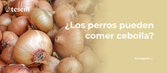 ¿Los perros pueden comer cebolla? Todo lo que necesitas saber en 2024