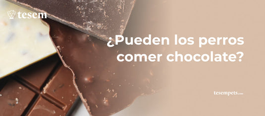 ¿Pueden los perros comer chocolate?