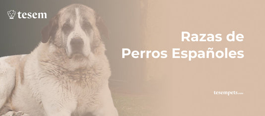 Razas de Perros Españoles