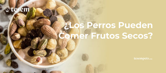 ¿Los Perros Pueden Comer Frutos Secos?