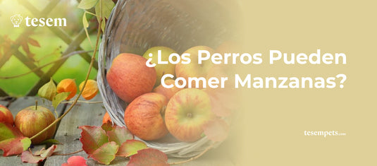 ¿Los Perros Pueden Comer Manzanas?