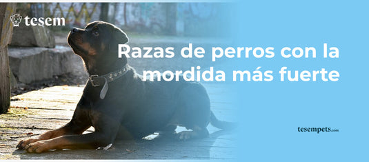 Razas de Perros con la Mordida más Fuerte