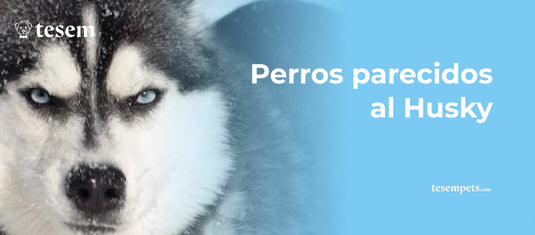 Perros parecidos al Husky: Características y Razas