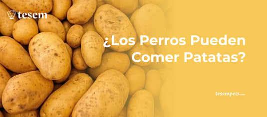 ¿Los Perros Pueden Comer Patatas? Todo lo Que Necesitas Saber