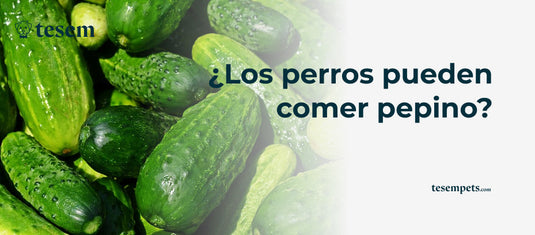 ¿Los Perros Pueden Comer Pepino? Guía Completa Actualizada 2024