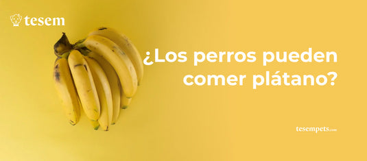 ¿Los perros pueden comer plátano?