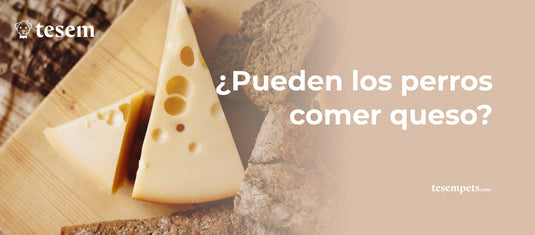 ¿Pueden los perros comer queso?