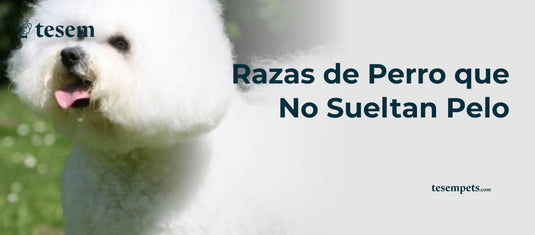 Razas de Perro que No Sueltan Pelo