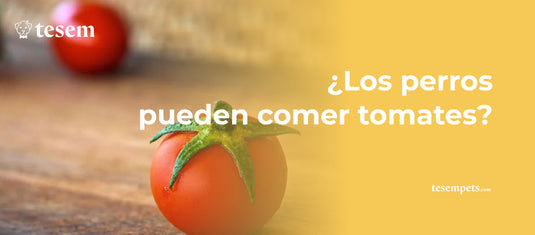 ¿Los perros pueden comer tomates?