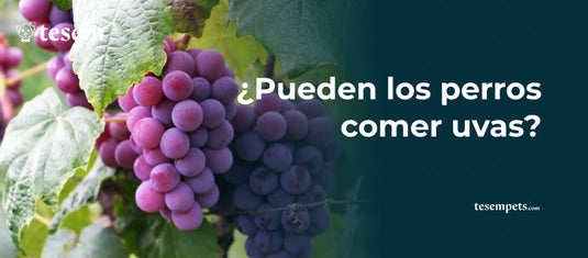 ¿Pueden los perros comer uvas?