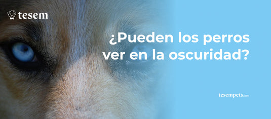 ¿Los Perros Ven en la Oscuridad?