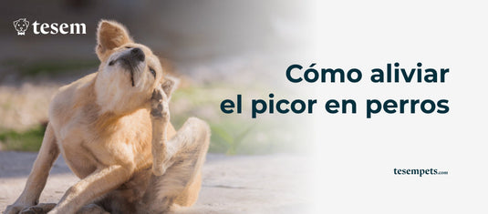 Cómo Aliviar el Picor en Perros: Guía Completa 2024