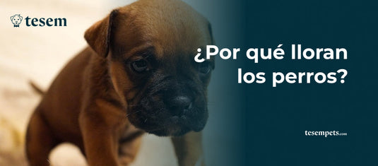 ¿Por qué lloran los perros? Una guía completa en 2024