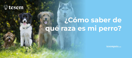 ¿Cómo saber de qué raza es mi perro? Guía completa 2024