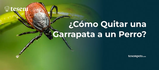 ¿Cómo Quitar una Garrapata a un Perro? Guía Completa y Consejos de Prevención Actualizados para 2024