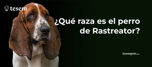 ¿Qué Raza es el Perro de Rastreator?