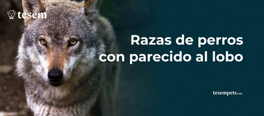 Razas de Perros con Parecido al Lobo