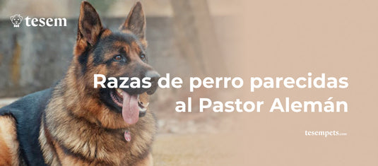 Razas de perro parecidas al Pastor Alemán