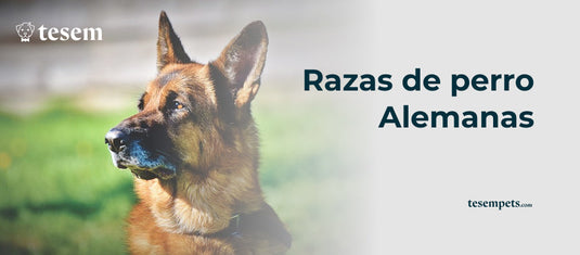 Razas de Perros Alemanes: Guía Completa y Actualizada 2024