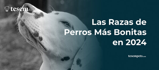 Las Razas de Perros Más Bonitas en 2024