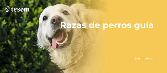 Razas de perros guía: Conoce a los mejores compañeros