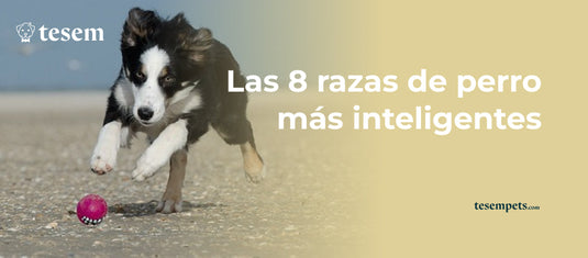 Las 8 Razas de Perro Más Inteligentes en 2024