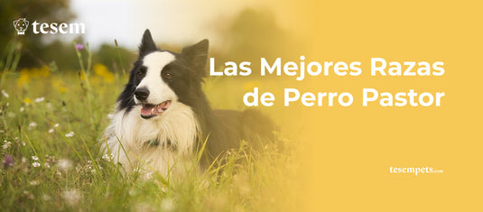 Las Mejores Razas de Perro Pastor: Guía Completa Actualizada para 2024