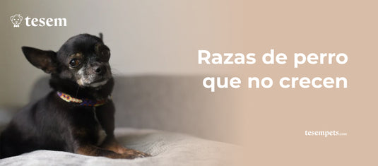 Razas de perro que no crecen