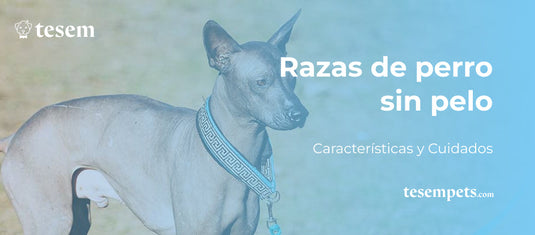 Razas de Perros Sin Pelos: Características y Cuidados Actualizados al 2024