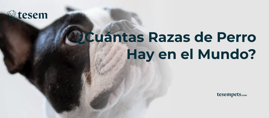 ¿Cuántas Razas de Perro Hay en el Mundo?