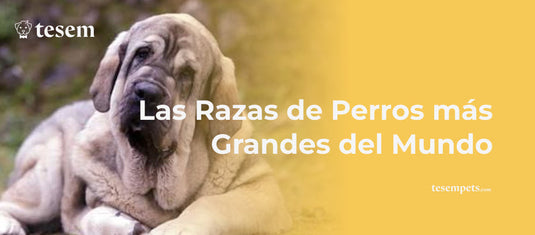 Las Razas de Perros más Grandes del Mundo