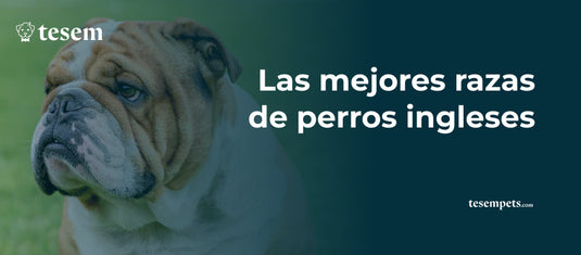 Las Mejores Razas de Perros Ingleses