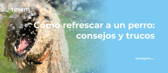 Cómo refrescar a un perro: consejos y trucos