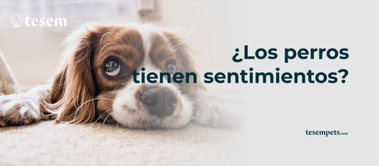 ¿Los Perros Tienen Sentimientos?