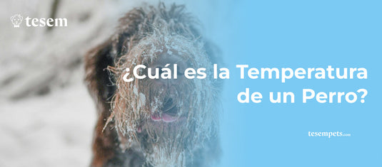 ¿Cuál es la Temperatura de un Perro?