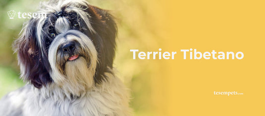 Terrier Tibetano: Todo lo que Debes Saber